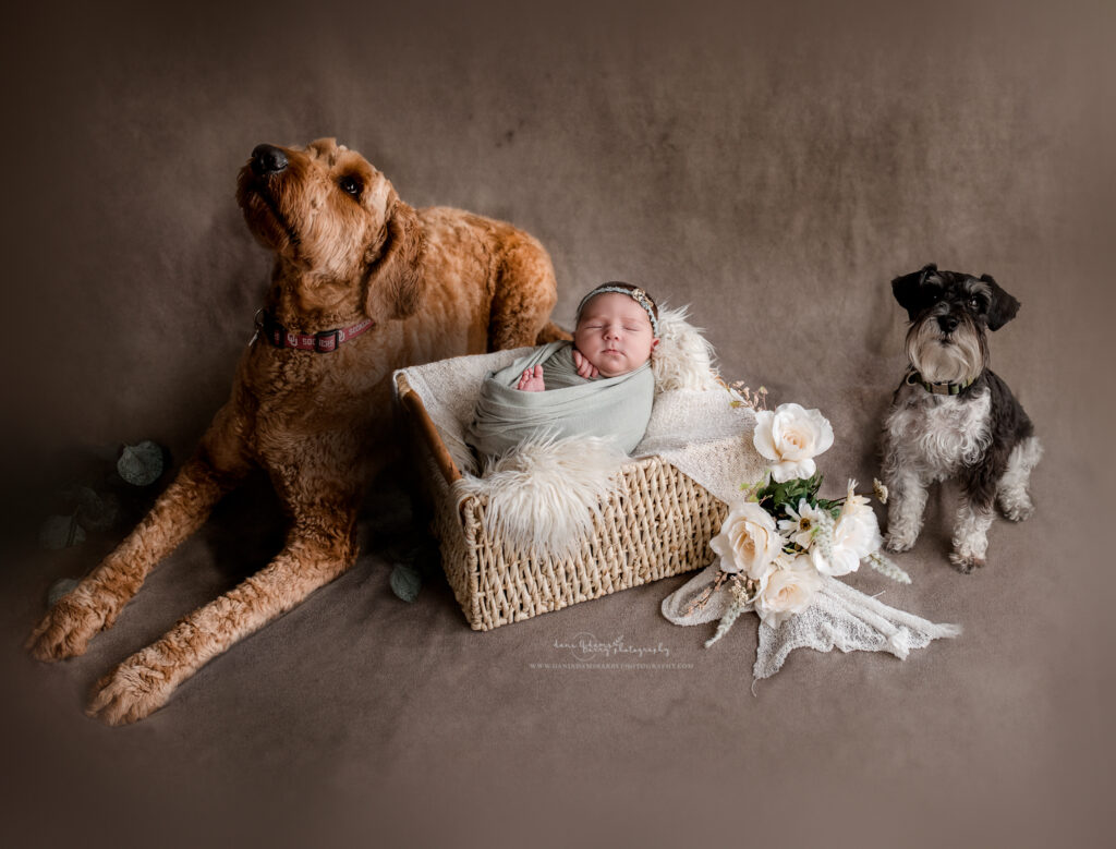 fur babies and newborn photo