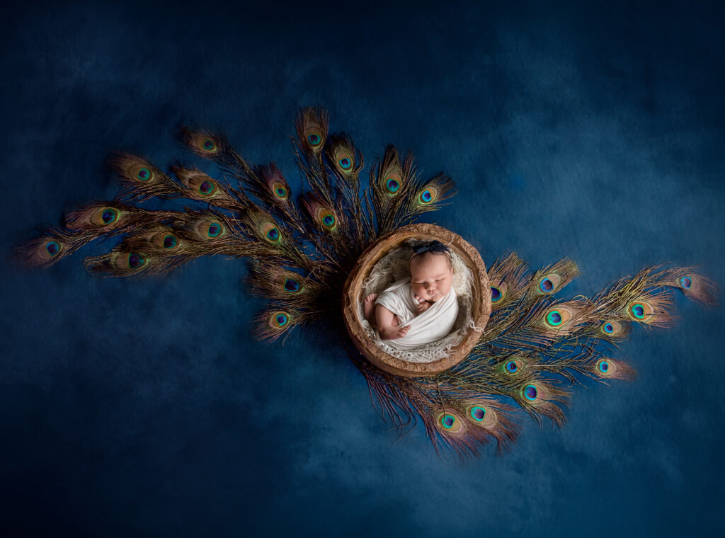 peacock newborn photos